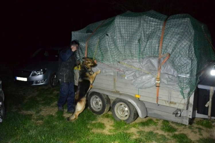 Zsófi, a kábítószer-kereső kutya megtalálta a drogot