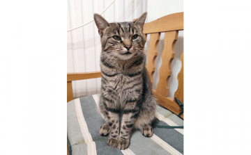 Eltűnt Dombóvár-Kertvárosból ez a másfél éves, lány, cirmos cica