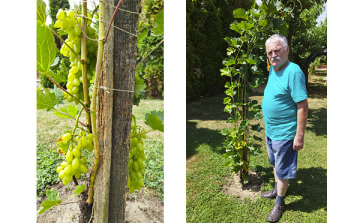 Termőre fordult a göllei kertészmérnök által nemesített szőlő