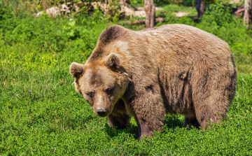 Ismét medve kóborol Magyarországon