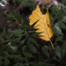 Jelzésfestés a Delta Turista Egyesülettel