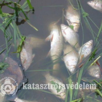 Halpusztulás a Kaposon