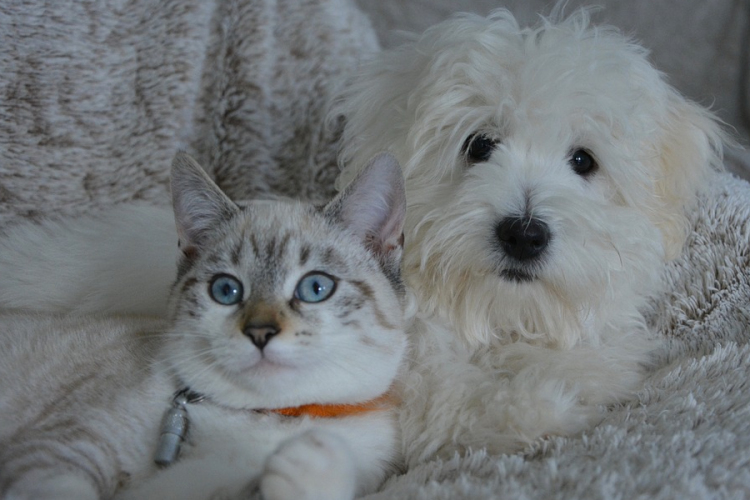 A felelős állattartást népszerűsíti a Nébih kampánya