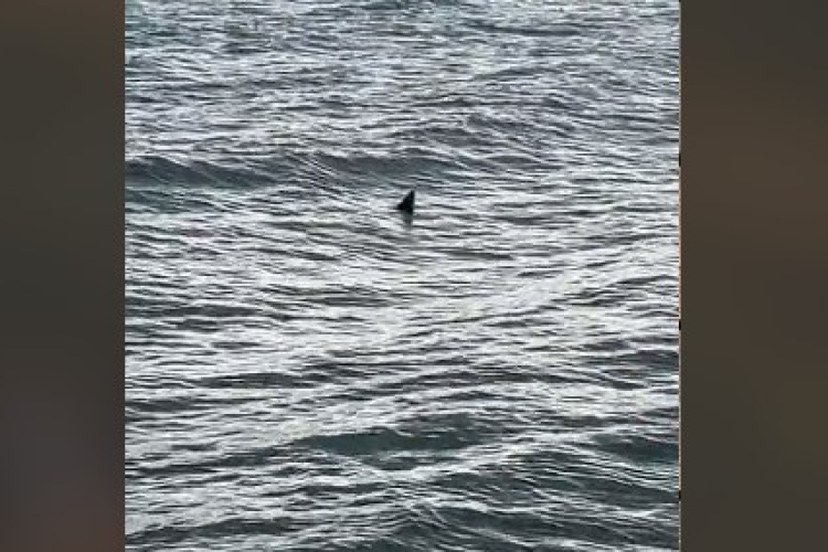 Cápa a Balatonban? Egy Tiktot videó keltett riadalmat, volt, aki a nyaralását is lemondta