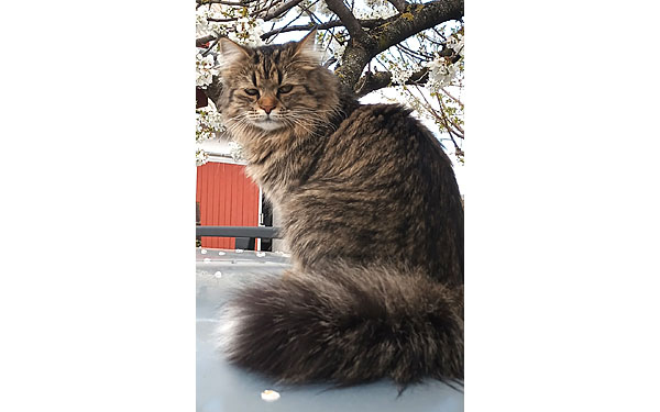 Kérjük, segítsen megtalálni szeretett cicánkat!