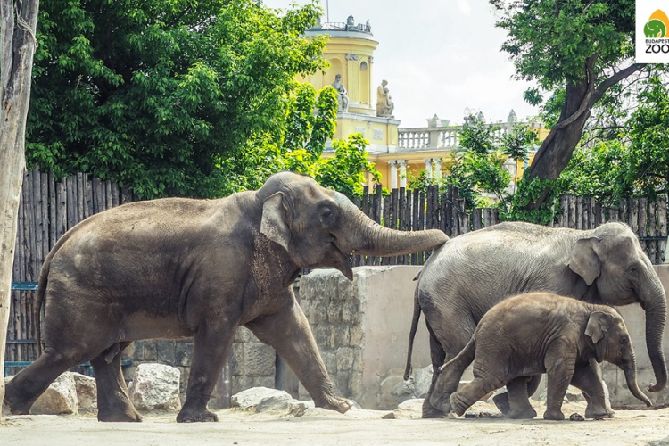 Az európai élmezőnybe tartozik a fővárosi állatkert